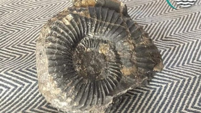 Descubren que objeto lanzado a Carabineros en Coyhaique resultó ser un milenario fósil