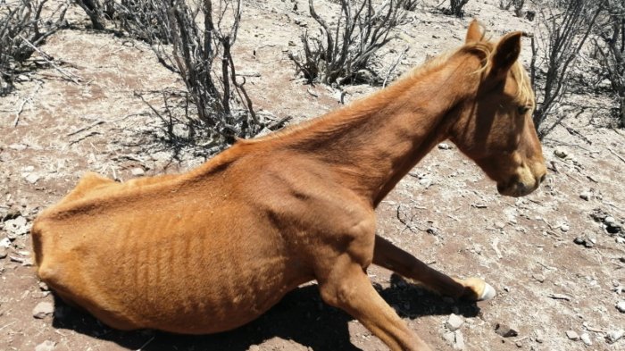 Crianceros de Putaendo claman por ayuda: Todos los días mueren animales por falta de agua y forraje