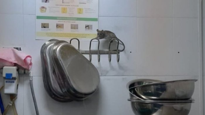 Trabajadores denunciaron que hay plaga de ratones en hospital de San Antonio