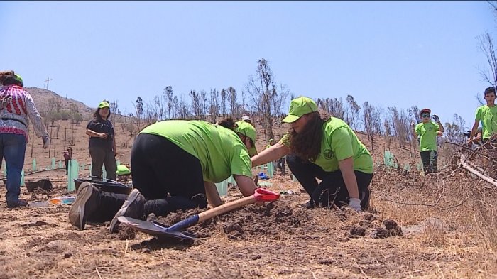 15 mil árboles en un día: La maratónica jornada en Renca para combatir el cambio climático