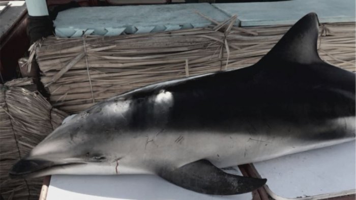 Encuentran muerto a delfín con heridas de explosivos usados en la pesca ilegal en Antofagasta