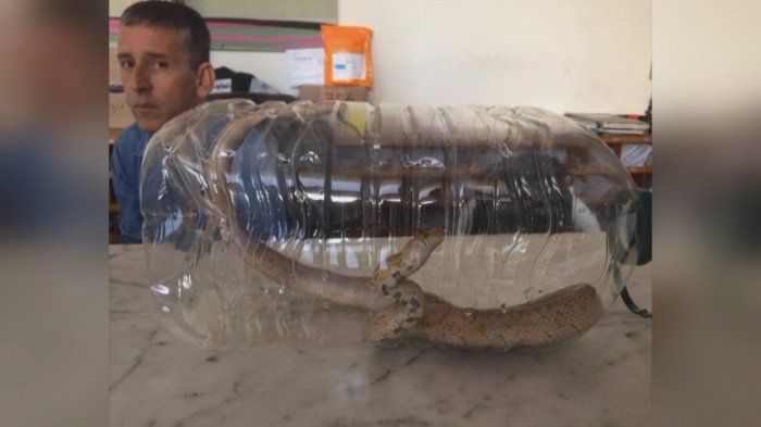 Insólito: Mujer se encontró con una serpiente al interior del baño en departamento de San Miguel