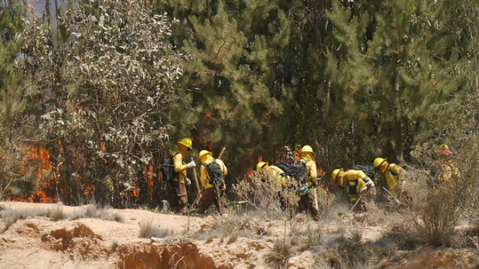 Decretan alerta roja para la comuna de Paredones por incendio forestal que lleva 100 hectáreas consumidas