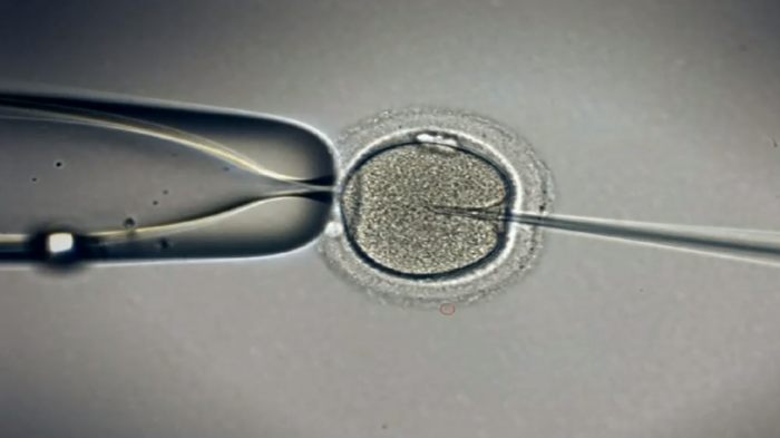 Fertilidad humana en peligro producto del cambio climático