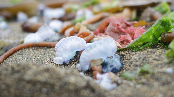 Seremi de Salud prohíbe el baño en las playas de Cucao y Huentemó por aparición de fragata portuguesa