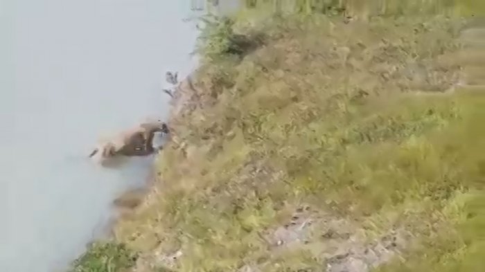 Puma sorprendió a turistas en Torres del Paine: Atravesó nadando el río Grey