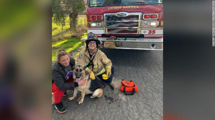 ¡Insólito! Un perro persiguió a un gato hasta la cima de un árbol y ambos fueron rescatados por bomberos