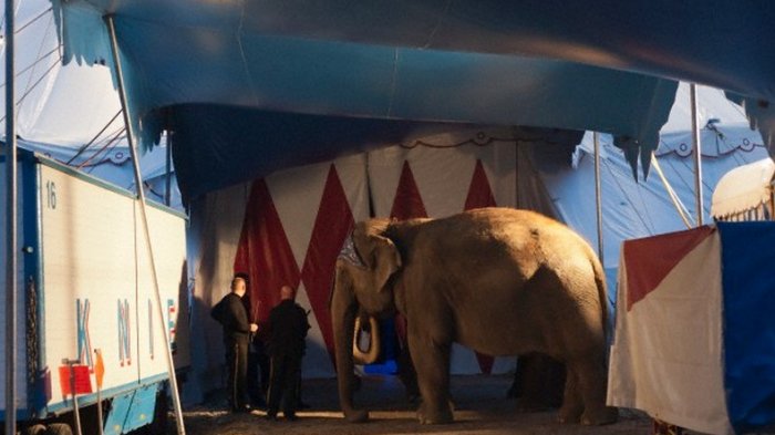 Municipalidad de Arica cobrará hasta cinco veces más a circos que usen animales en sus espectáculos