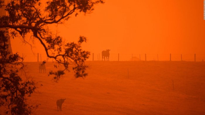 Estiman que 480 millones de animales han muerto: Las cifras de los devastadores incendios en Australia