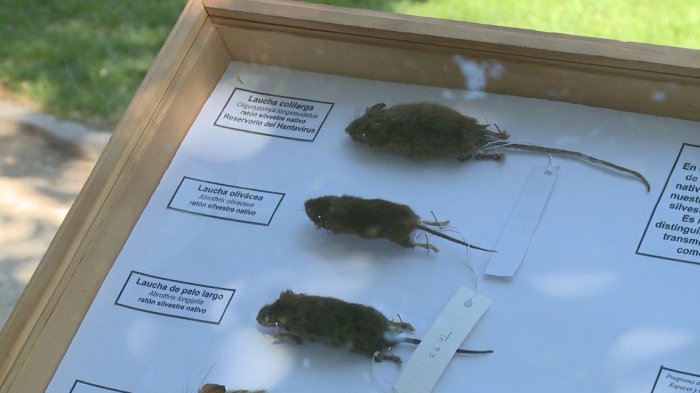 Autoridades entregan recomendaciones para evitar contagio del virus Hanta