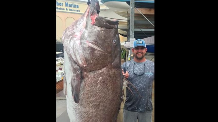 Tiene 50 años y casi 160 kilos: Impacto por hallazgo de enorme pez