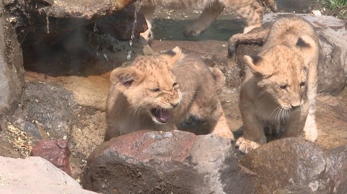 Cuatro cachorros de león fueron presentados en el Zoológico Metropolitano