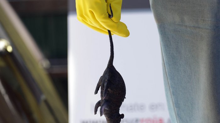 Joven osornino fue trasladado de urgencia a Santiago por posible contagio con hanta