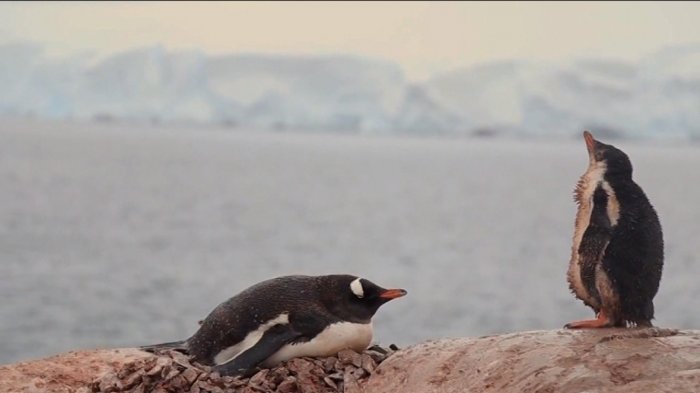 Olas de calor afectan hace 18 días la Antártica y ponen en peligro la vida de los pingüinos