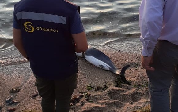 Delfín que varó en playa de Dichato fue encontrado con signos de haber sido faenado