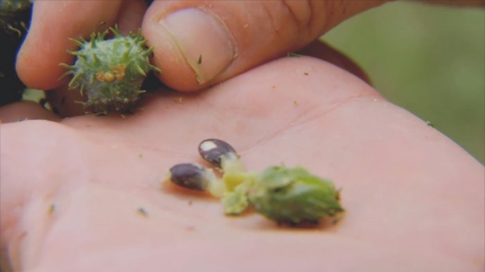 Dos niños resultaron intoxicados tras consumir semilla de arbusto venenoso