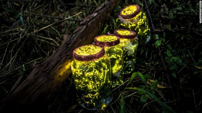 Pérdida de hábitats naturales, uso de pesticidas y la luz artificial amenazan existencia de luciérnagas