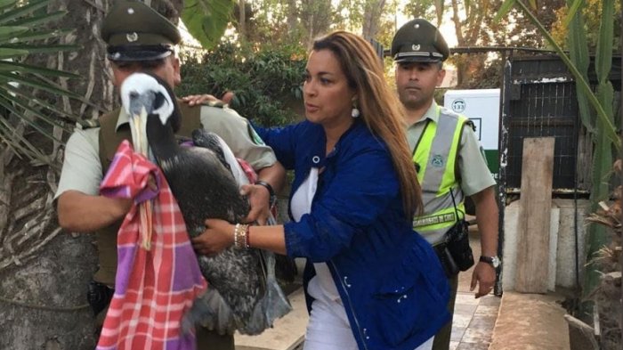 Marlen Olivari rescató a pelicano herido en Reñaca: “Siempre pueden contar con mi colaboración para salvar vidas”