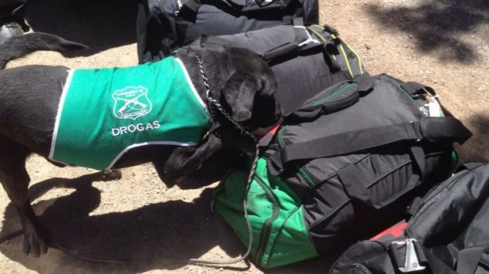 Perro detectó que extranjeros trasladaban más de 27 kilos de cocaína en bus que iba de Calama a Santiago