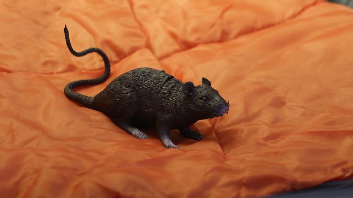 Madre y padre de niño de 3 años muerto por el virus Hanta también se encuentran internados