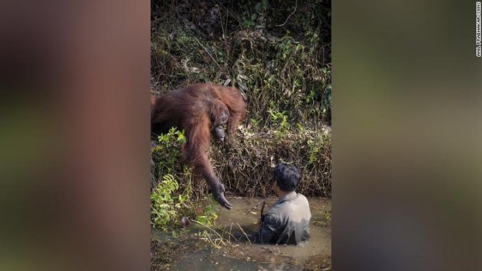Orangután intentó salvar a un hombre sumergido en un río con serpientes