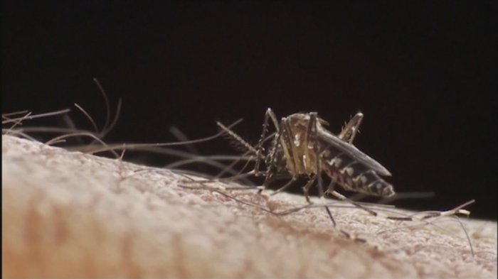 ISP confirmó nuevos casos de dengue en Isla de Pascua e Iquique