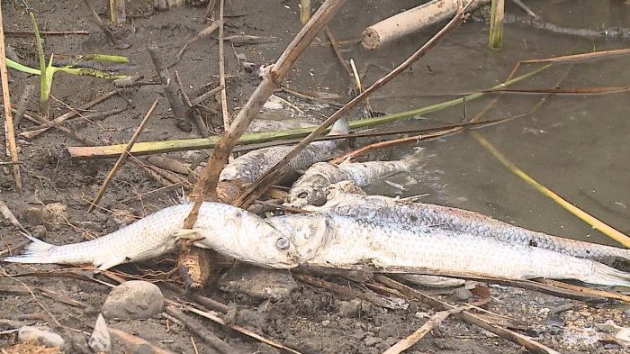 Aparición de peces muertos en desembocadura de río Aconcagua alertó a autoridades en Concón
