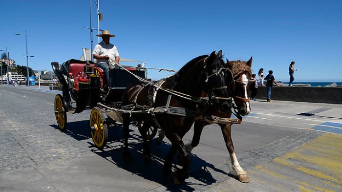 Las tradicionales victorias dejarán de circular en Viña del Mar tras consulta ciudadana