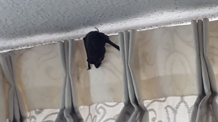 Vecinos de Santiago Centro denunciaron plaga de murciélagos en sus edificios