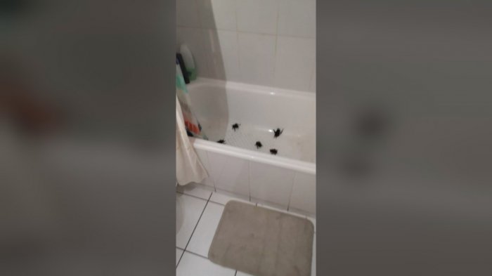 “No son los vampiros”: SAG afirmó que los murciélagos no son una plaga y llamó a protegerlos