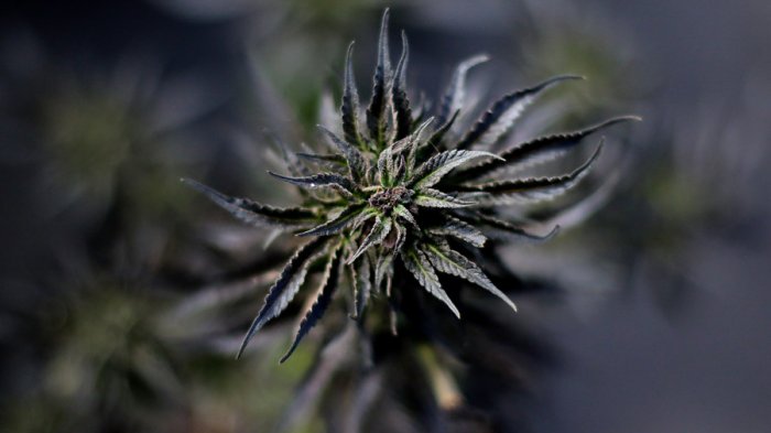 Menor de 9 meses ingresó de urgencia intoxicada con marihuana en Arica