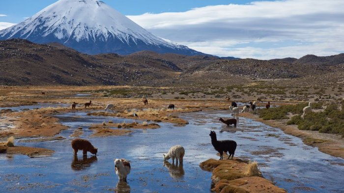 Recurso fue acogido: Corte Suprema reconoció derechos de agua a comunidades aymara en Putre