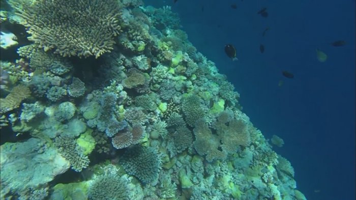 Desarrollan proyecto que mejora prácticas de la agricultura para salvar a la gran barrera de coral de Australia