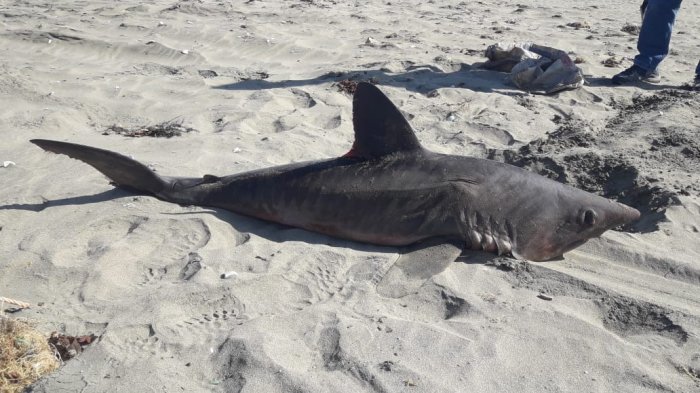 Tiburón varó en estado agónico en playa La Herradura y no logró sobrevivir