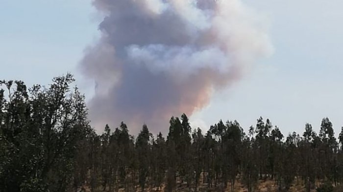 Declaran alerta roja para las comunas de Ercilla y Los Sauces por incendio forestal