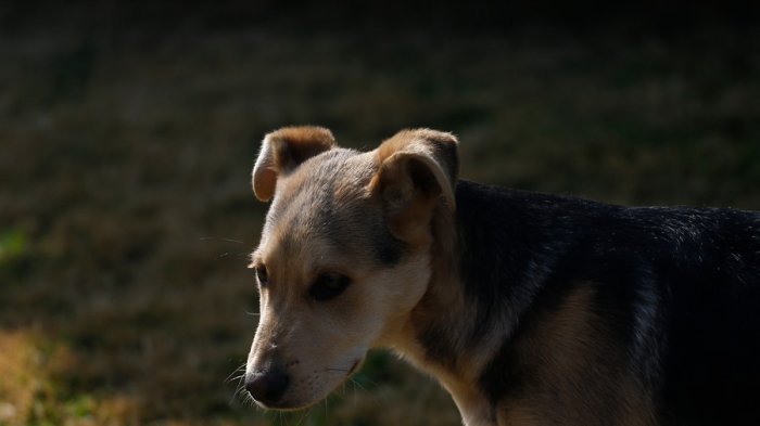 Vecinos del barrio San Borja se querellan contra Carabineros por muerte de perros expuestos a gas lacrimógeno