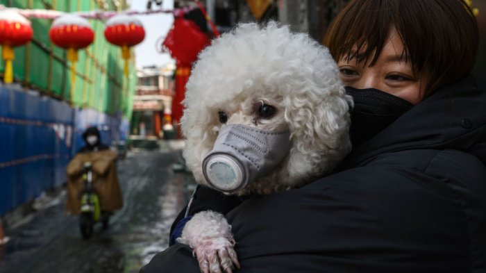 ¿Puede tu mascota contagiarte de coronavirus? Perro en Hong Kong dio positivo y se encuentra en cuarentena