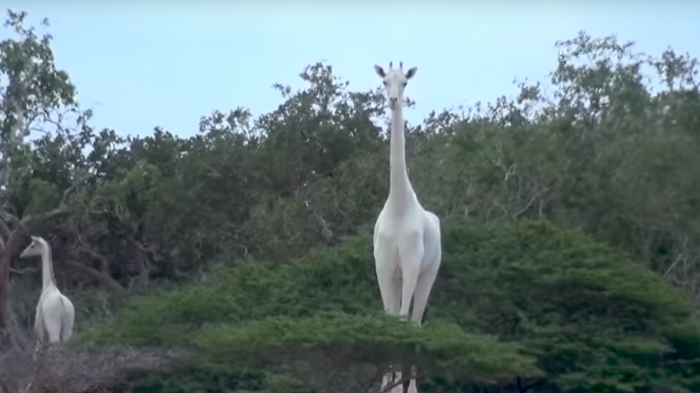 Cría de jirafa blanca y su madre fueron asesinadas por un cazador: Ahora sólo queda una en el mundo