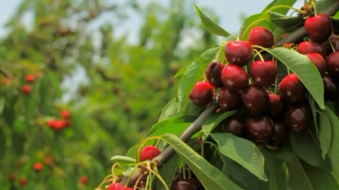 La revolución de los cultivos orgánicos en Chile que promete alimentos sustentables y de mejor calidad