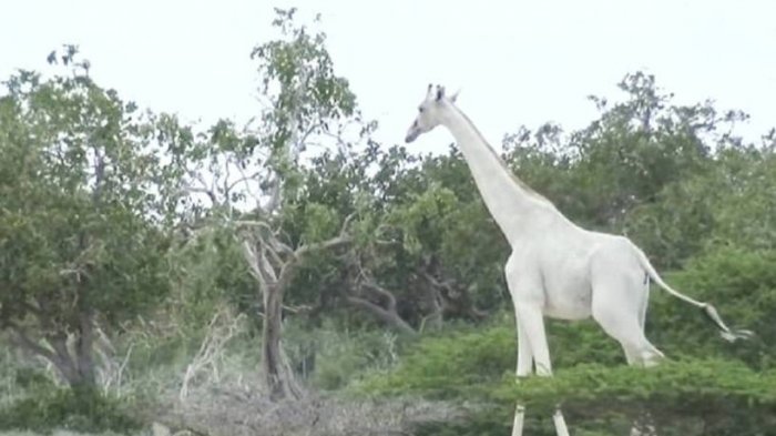 Cazadores asesinaron a dos de las únicas tres jirafas blancas que quedaban en el mundo