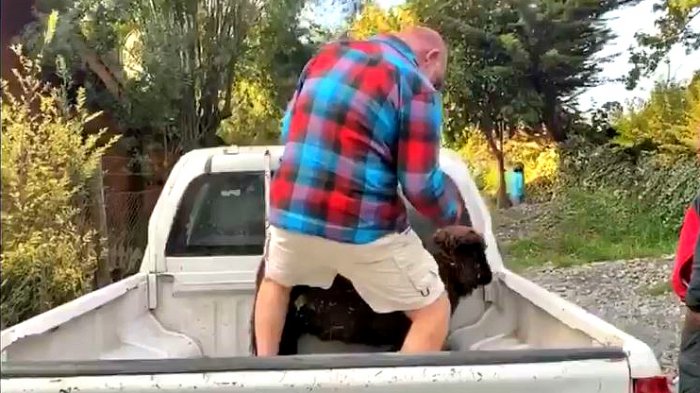 Podrían invocar Ley Cholito: Captan a ex candidato a diputado jactándose de golpear a un cordero antes de faenarlo