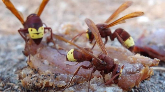 Vespa orientalis: Lo que tienes que saber del avispón oriental que llegó a Chile
