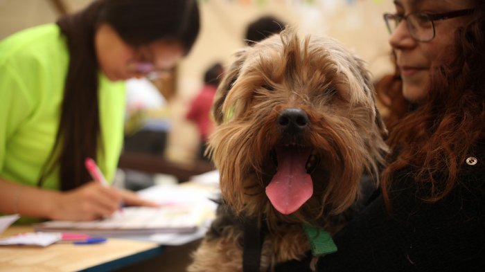 ¿Qué dice la OMS sobre el contagio de coronavirus en tu mascota?