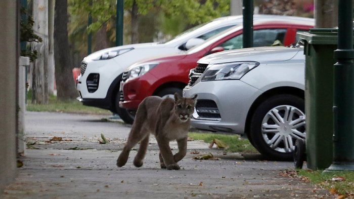 Puma suelto en Santiago: Carabineros inició búsqueda en las calles de Providencia y Ñuñoa