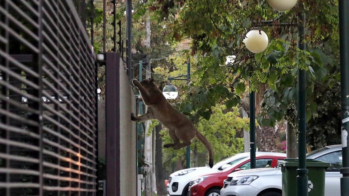 Atraparon al puma: Bajó aprovechado que no había nadie en la calle
