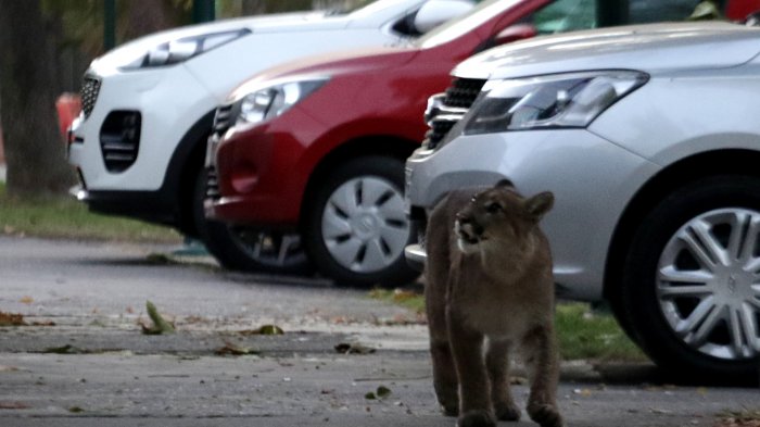 Otra vez: Autoridades están en búsqueda de un puma, ahora en La Reina