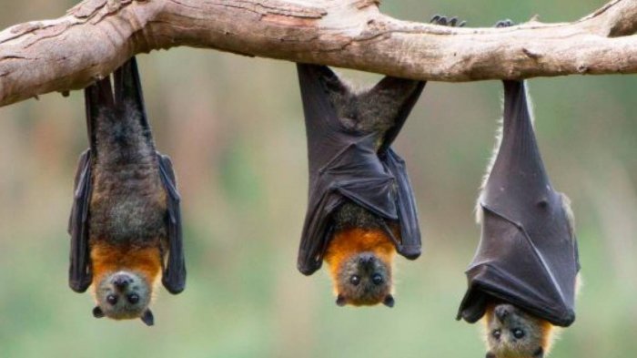 Experto asegura que los murciélagos no causaron el coronavirus