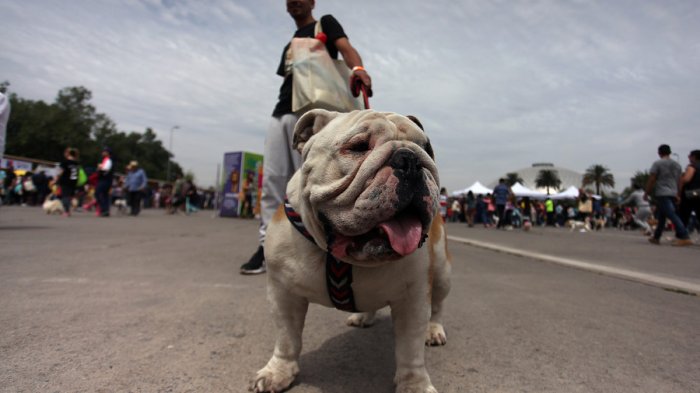 Veterinarios de Francia piden no usar alcohol gel para desinfectar patas de mascotas