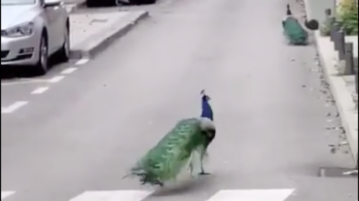 La ley de la selva: Animales se toman las calles de España en medio de la cuarentena