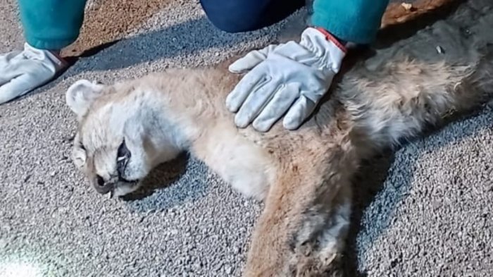 Capturan a puma que deambulaba por condominios en Chicureo: Habría estado buscando de comida